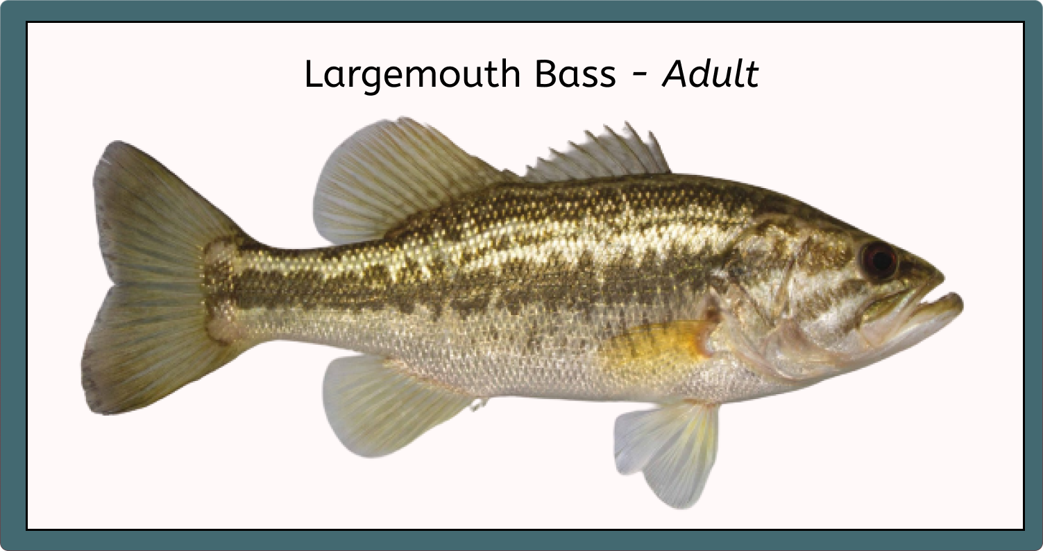 Largemouth Bass - Adult